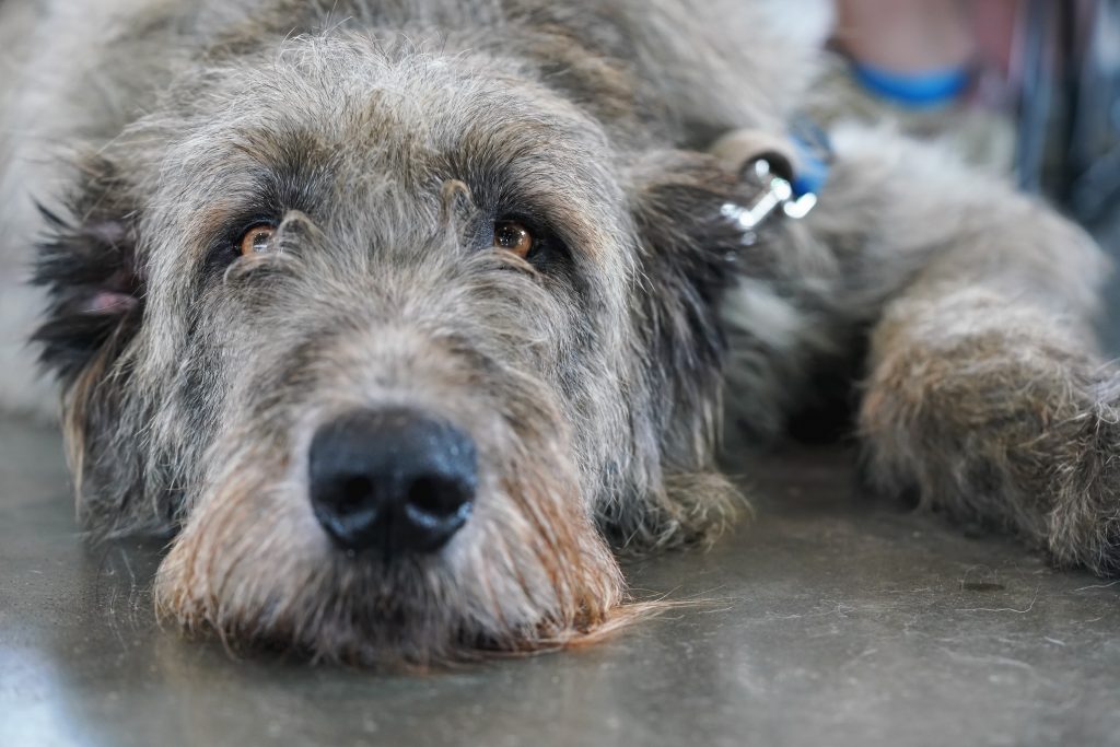 Dog laying on floor